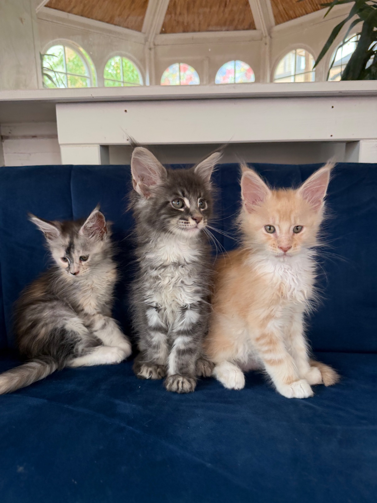 Male Maine Coon Kitten, 10 Weeks Old for Sale in Peterborough