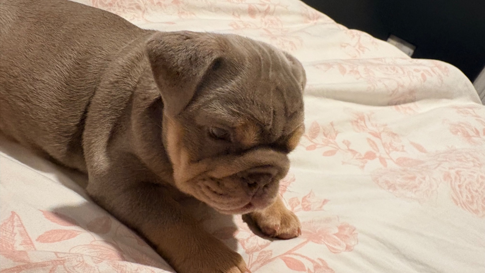 Female English Bulldog Puppy, 9 Weeks Old for Sale in Brighton