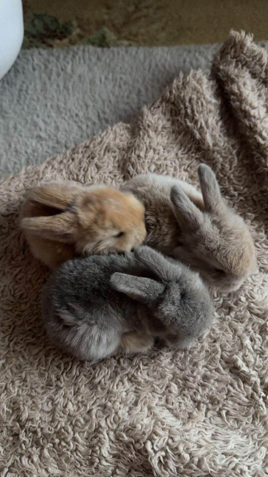 Bonny Rabitt Baby Rabbits for Sale UK — Bunnies, Prices & Local Listings | PetTrader ...
