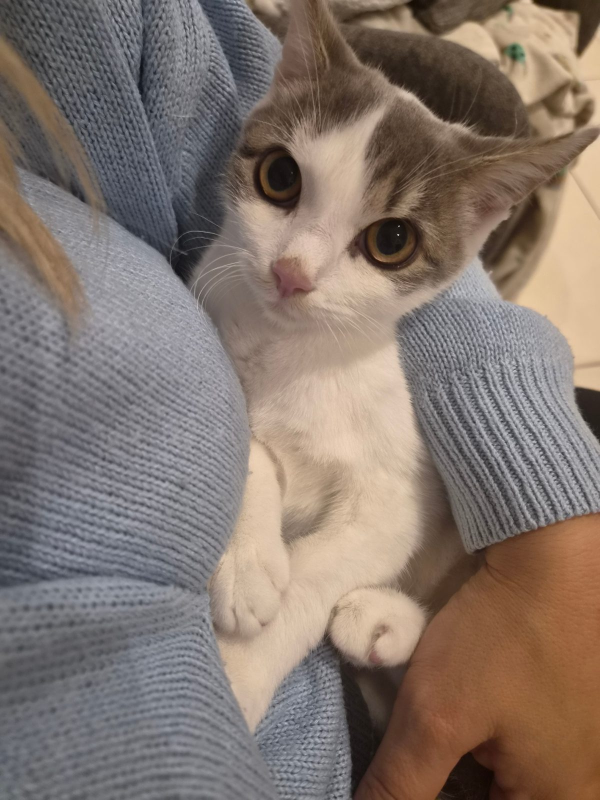 Female British Shorthair Kitten, 6 Months Old for Sale in Portland, Dorset