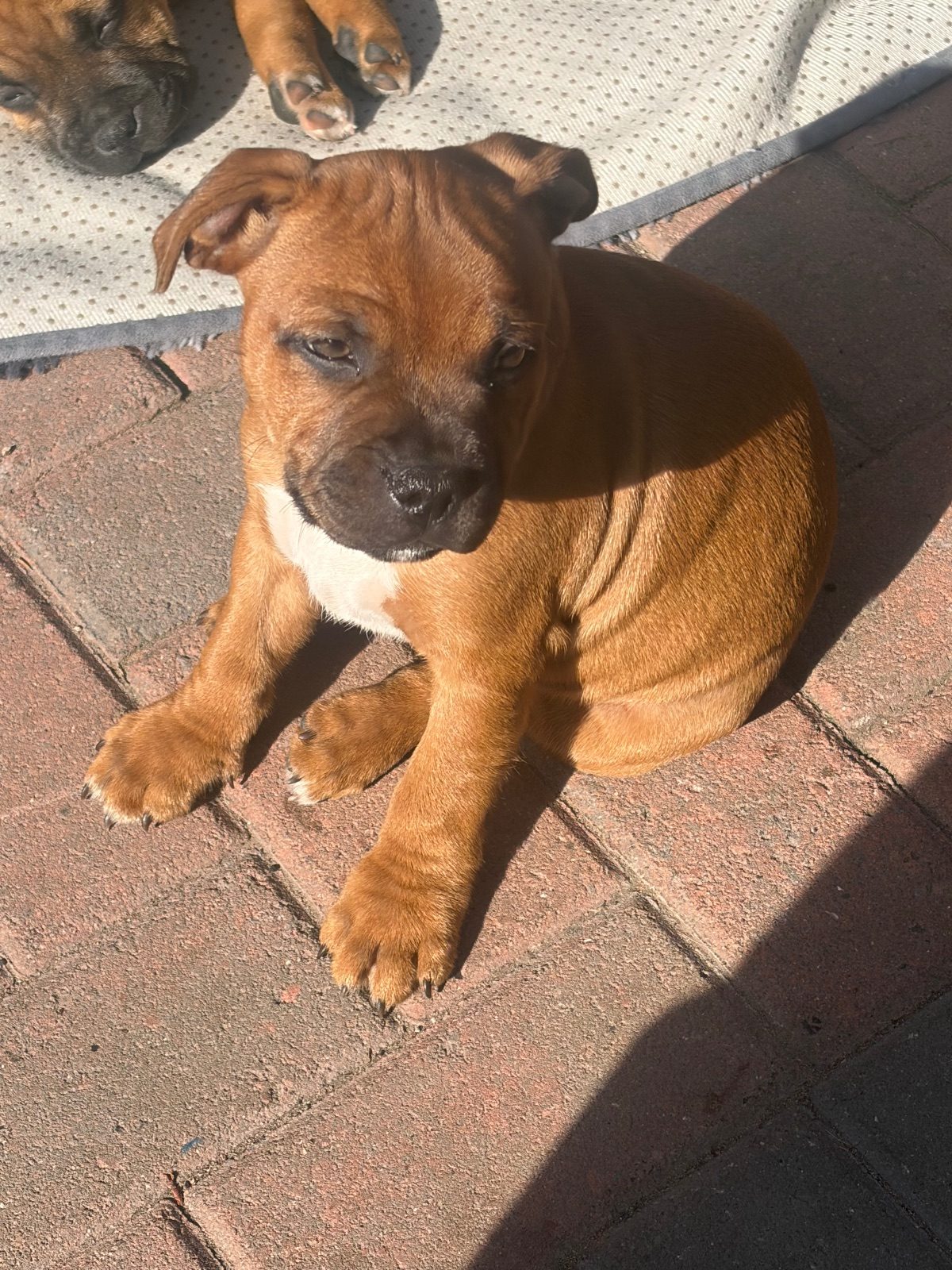 Male Staffordshire Bull Terrier Puppy, 8 Weeks Old for Sale in Bolsover