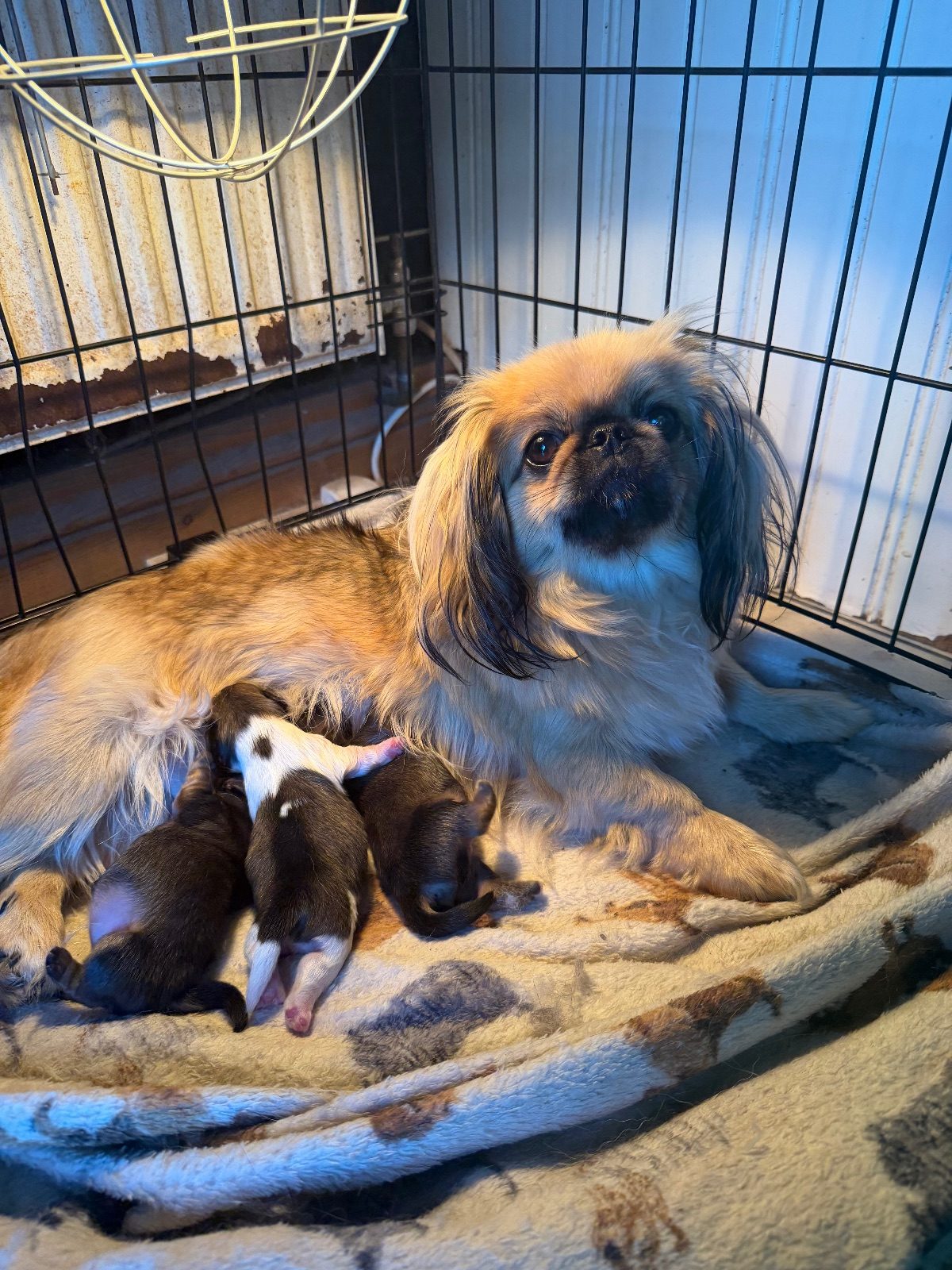 Female Pekingese Puppy, 2 Weeks Old for Sale in Birmingham, West Midlands
