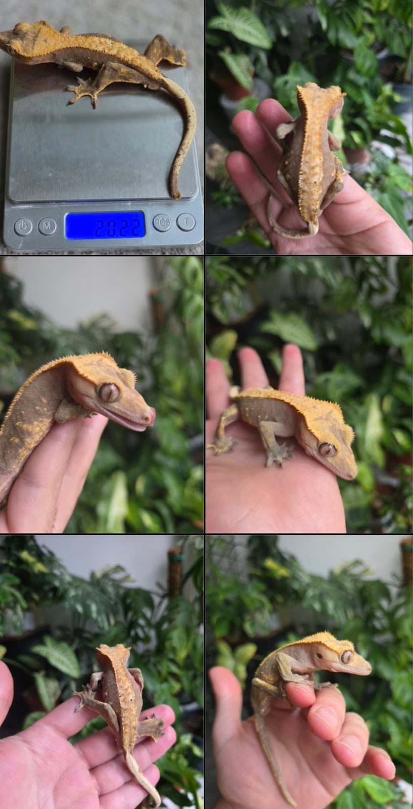 Male Crested Gecko Reptile, 13 Months Old for Sale in South East London/Kent DA15