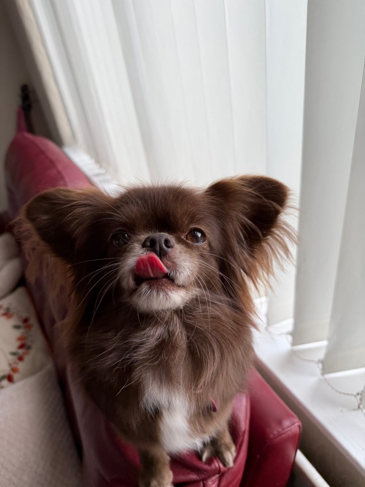 Female Pekingese X Chihuahua Dog, 6 Years Old for Sale in Saint Helens, Merseyside