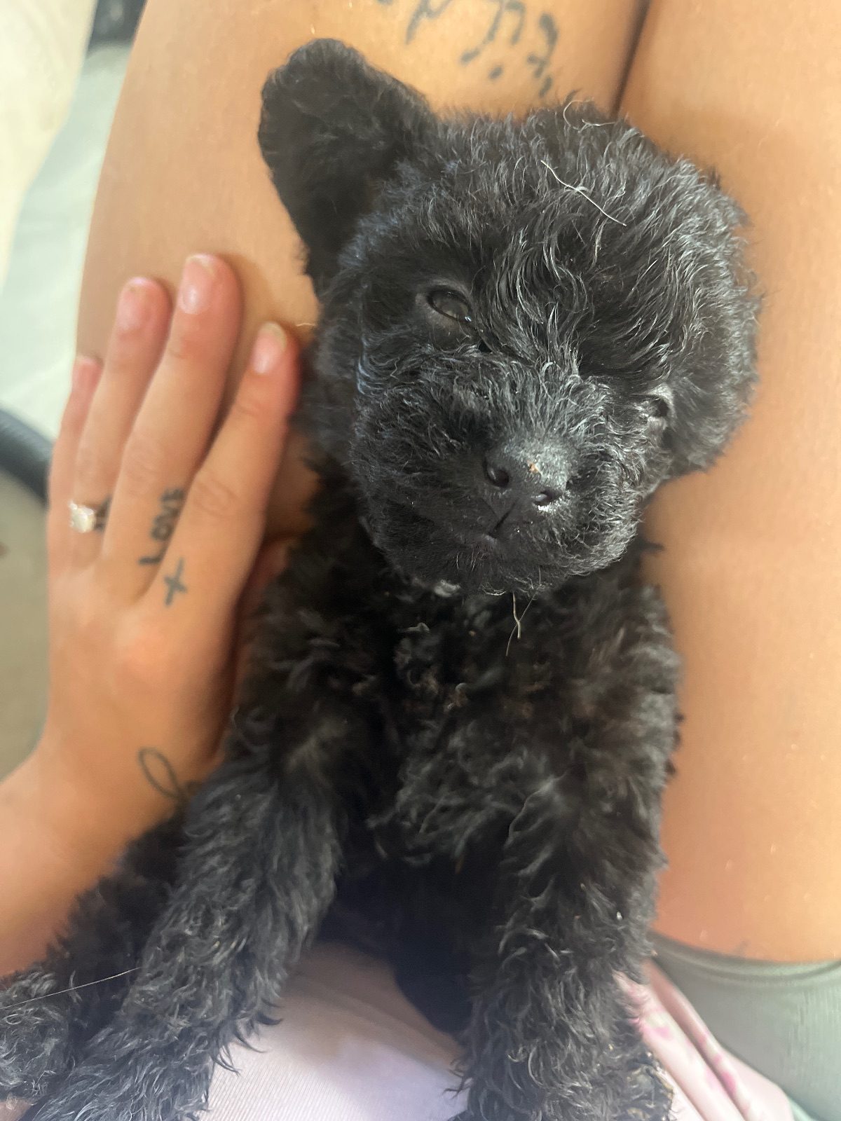 Mixed Breed Dog Puppy, 7 Weeks Old for Sale in Wisbech