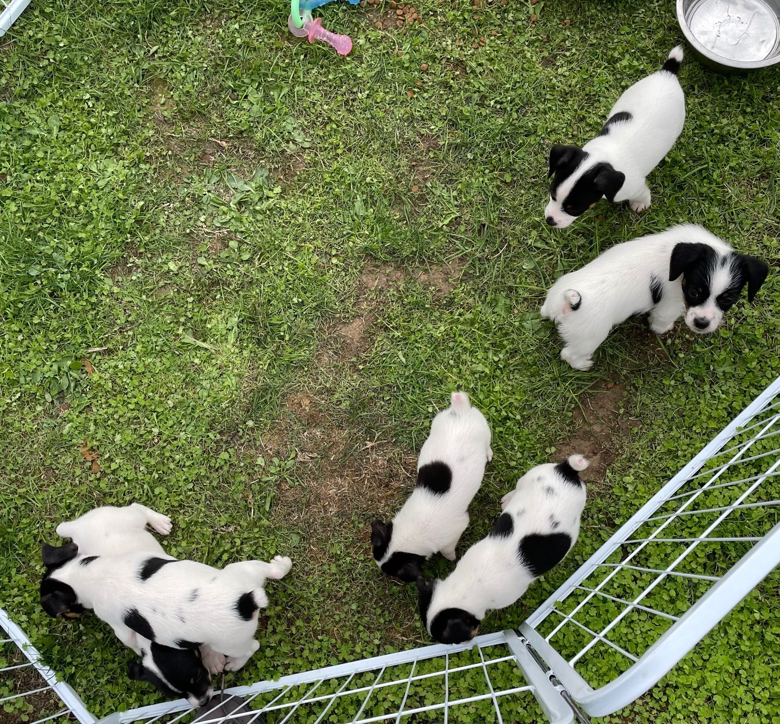 Jack Russell Terrier Puppy, 7 Weeks Old for Sale in Gravesend, Kent