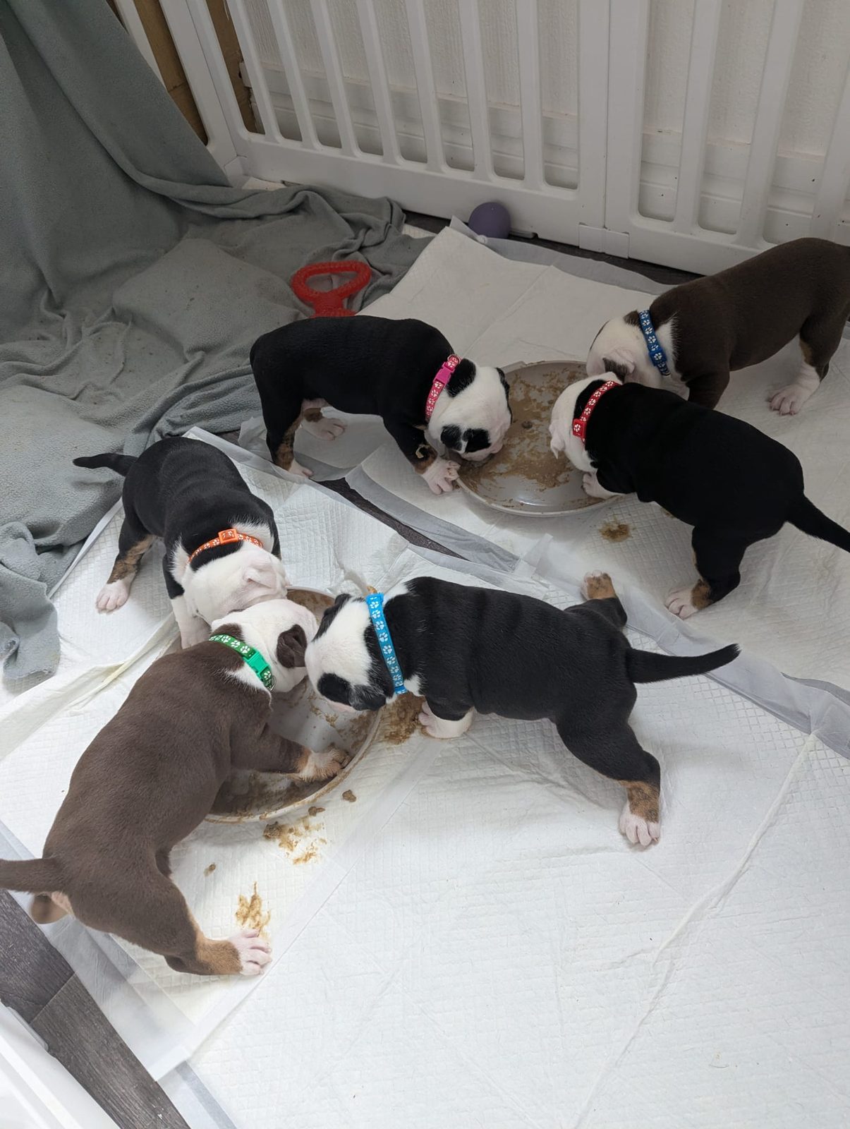Old English Bulldog Puppy, 6 Weeks Old for Sale in Barry, Vale Of Glamorgan