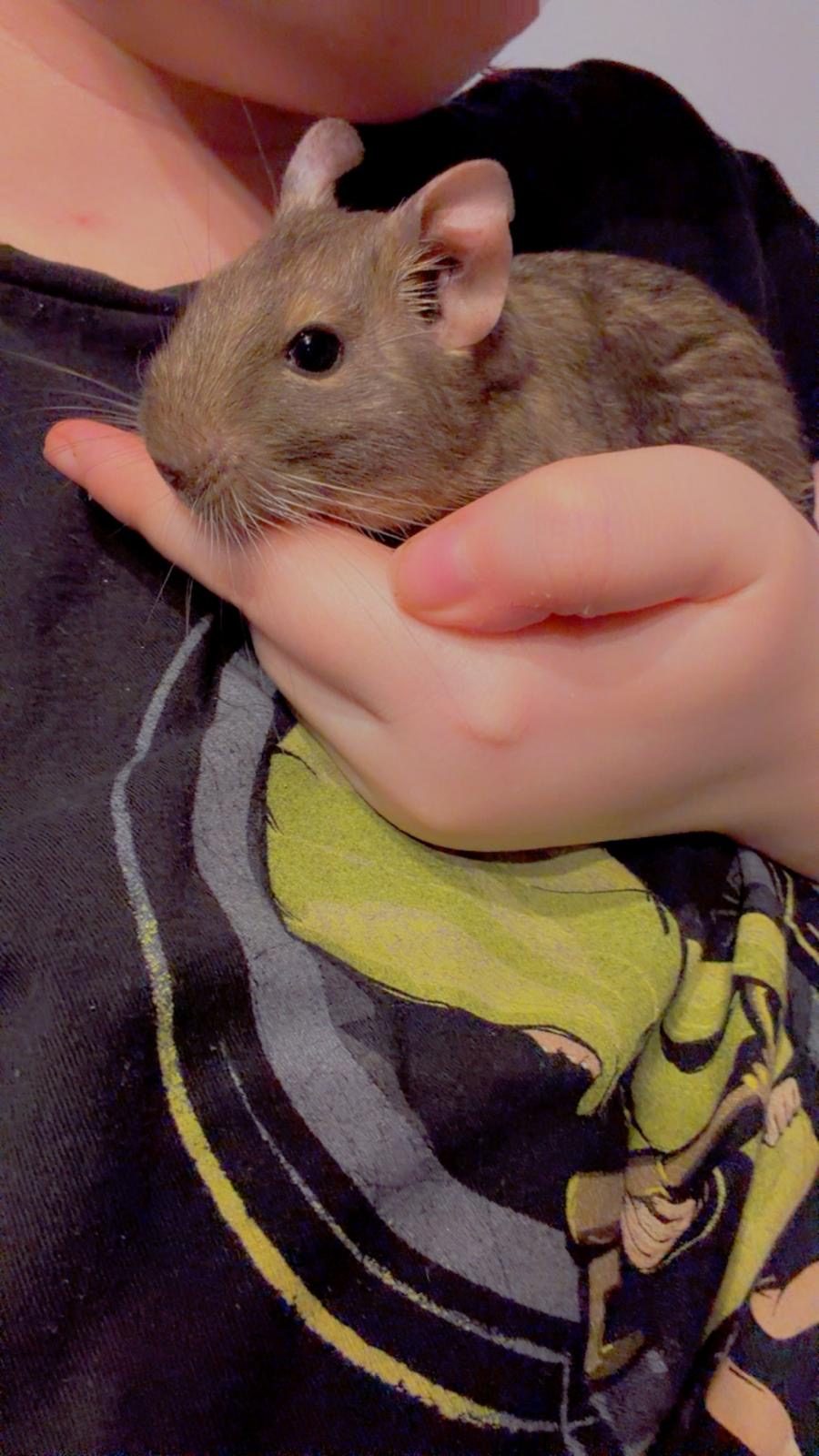Degu, 4 Years Old for Rehoming in Birmingham, West Midlands