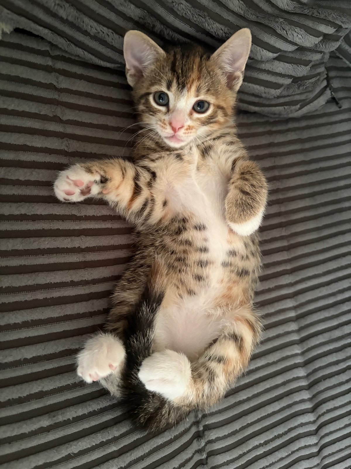 Female Mixed Bengal Kitten, 10 Weeks Old for Sale in Ashford, Kent