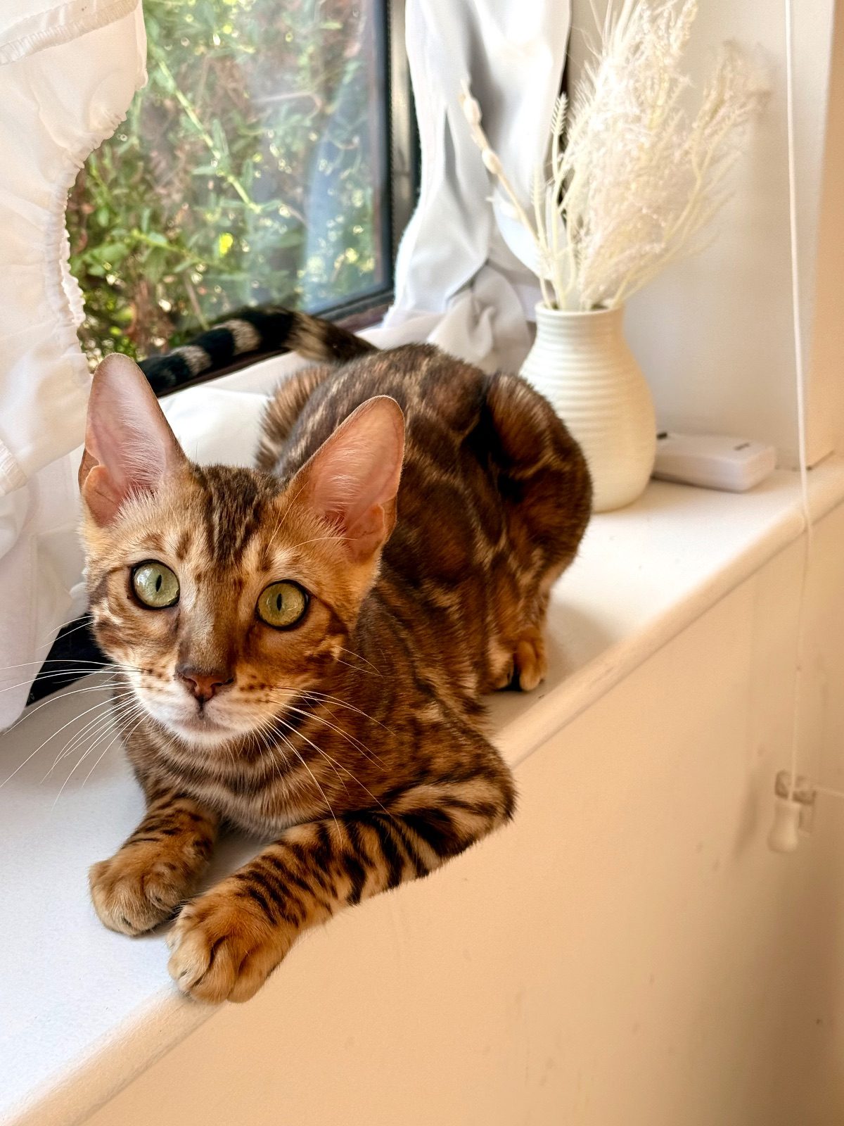Male Bengal Kitten, 7 Months Old for Sale in Worcester