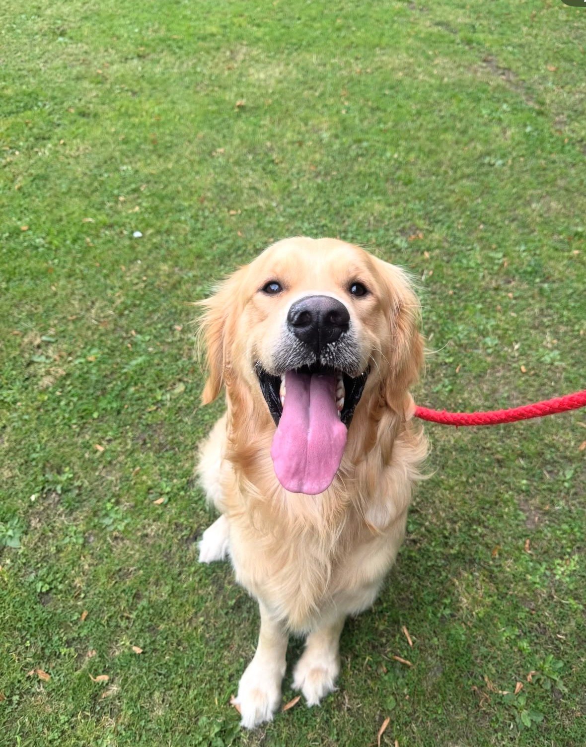 Male Golden Retriever Dog, 2 Years Old for Sale in Burnley