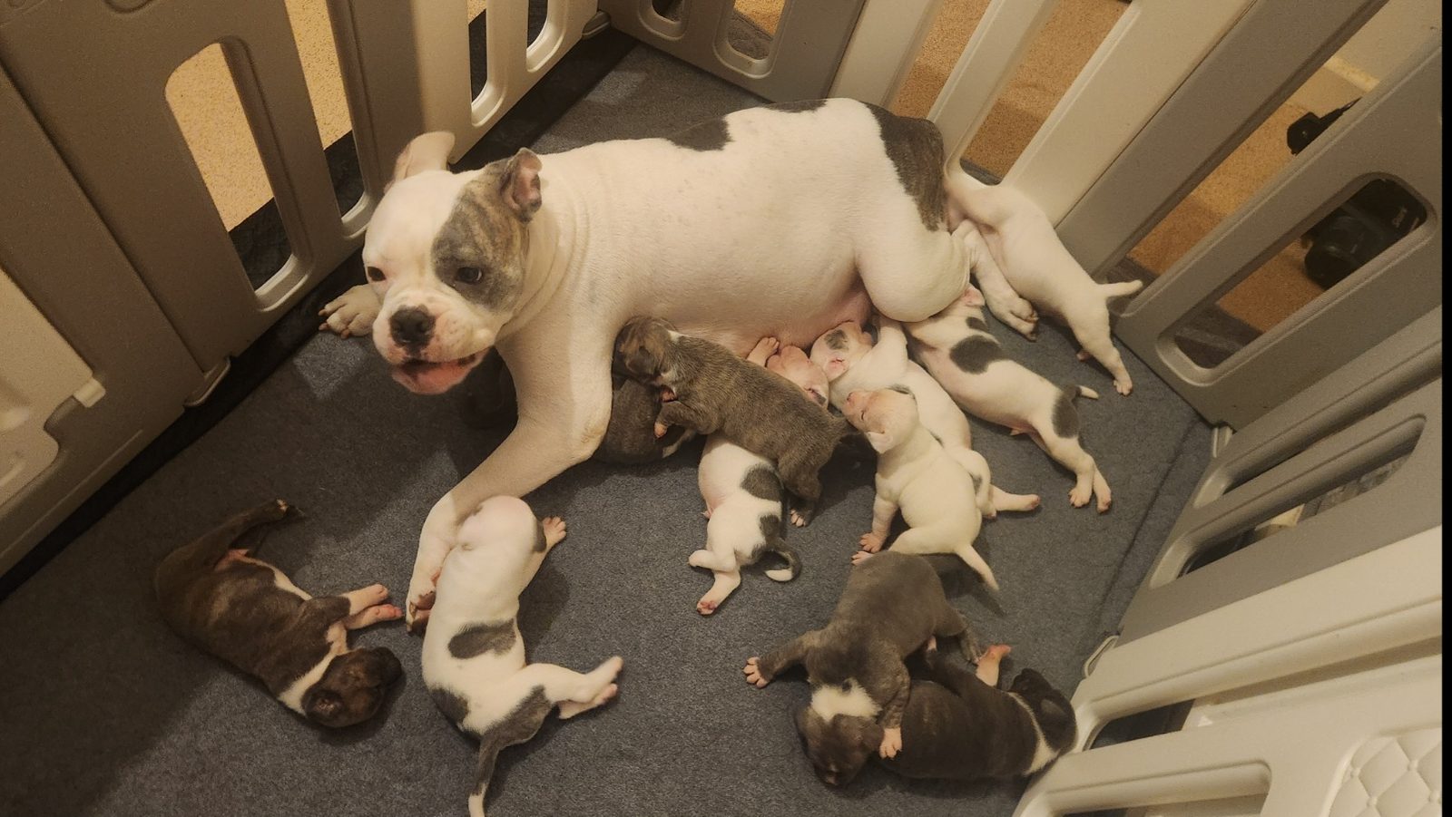 American Bulldog Puppy, 4 Weeks Old for Sale in Plymouth