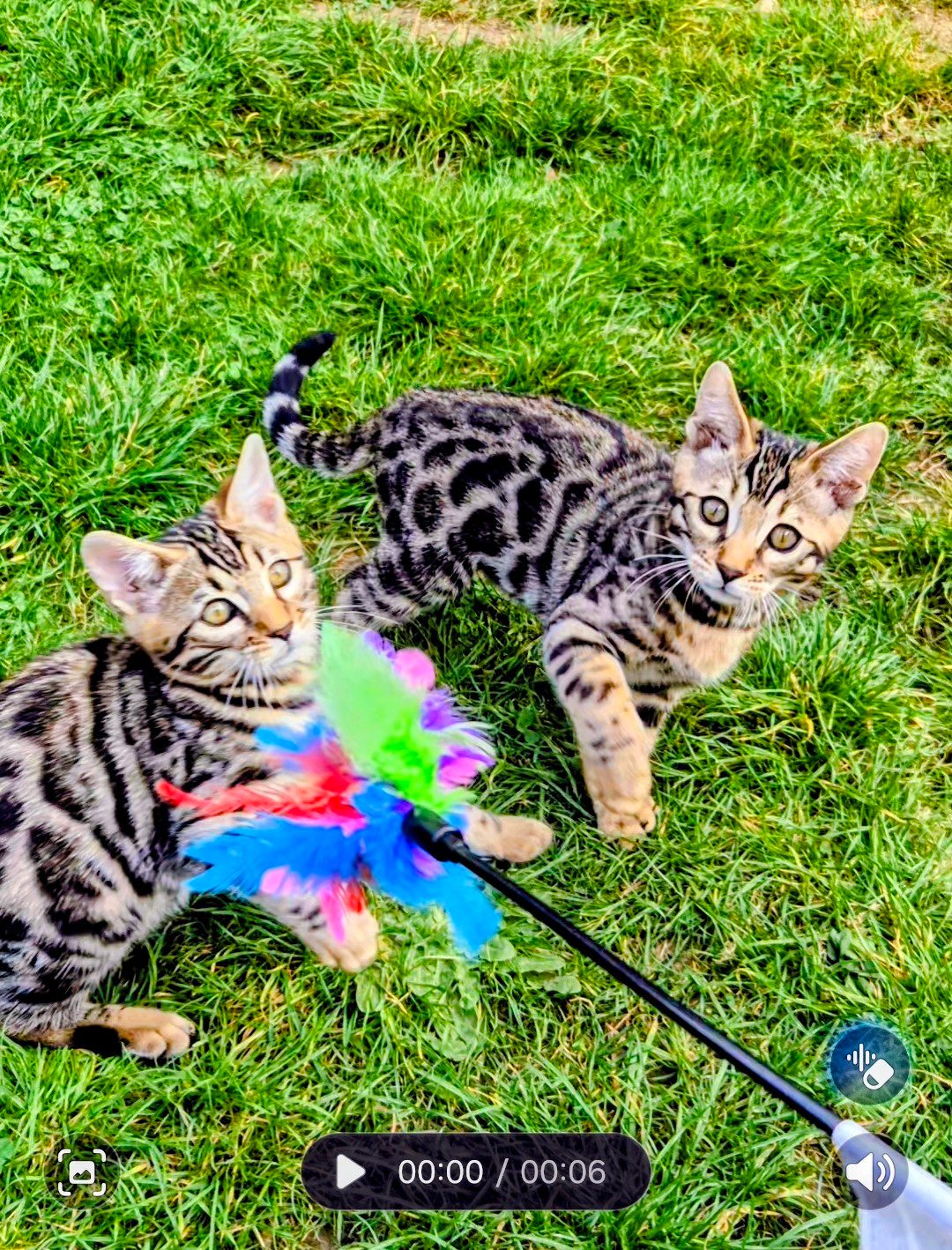 Male Bengal Kitten, 12 Weeks Old for Sale in Peterborough