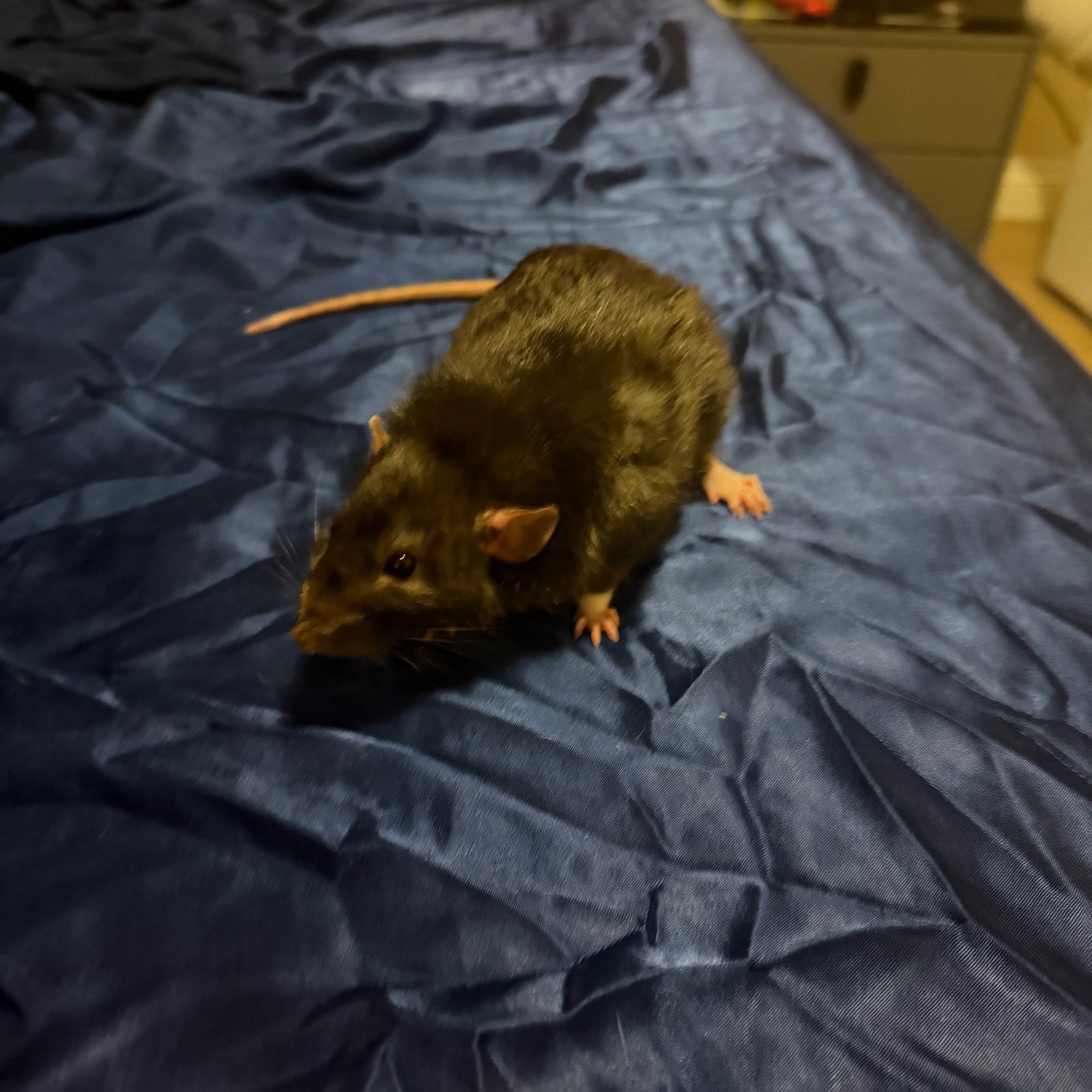 Male Pet Rat, 1 Year Old for Rehoming in Bury Saint Edmunds, Suffolk