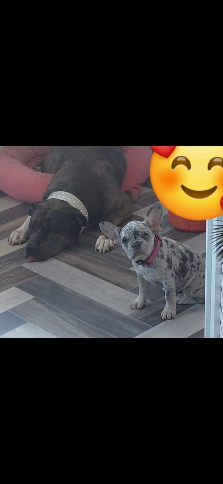 Female French Bulldog Puppy, 4 Months Old for Sale in London, Greater London