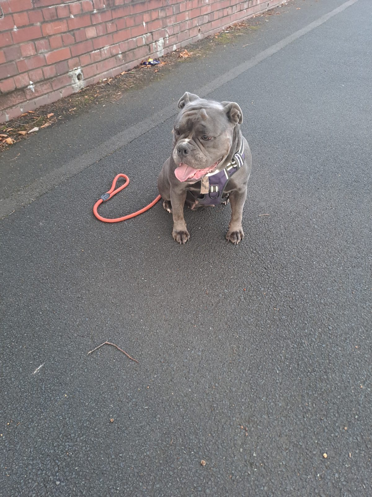 Female English Bulldog, 2 Years Old for Sale in Wolverhampton