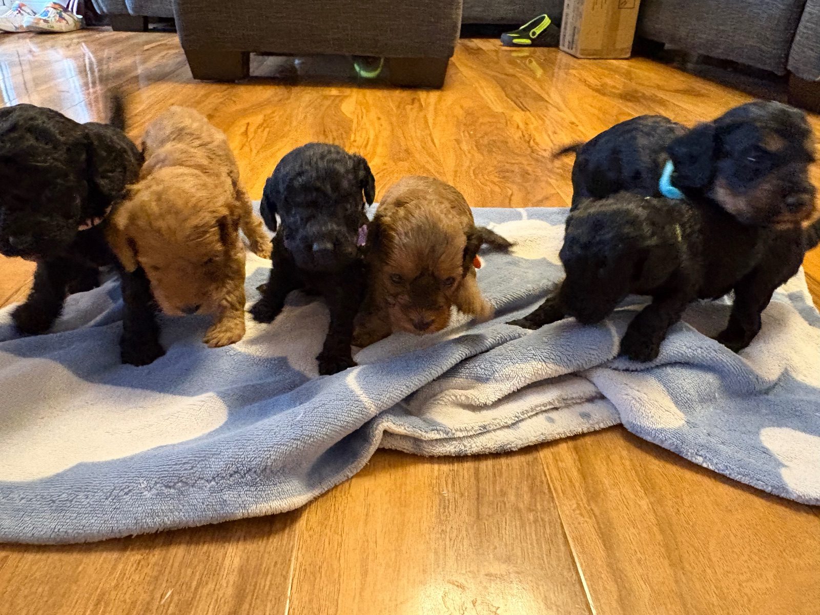 Cockapoo Puppy, 4 Weeks Old for Sale in Middlesbrough
