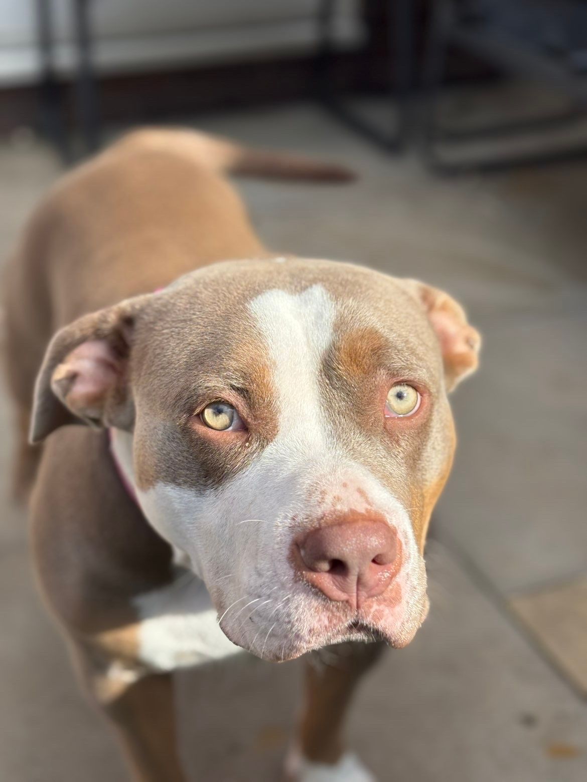 Pets for Sale in Nottingham — ID-Checked Local Sellers | PetTrader.co.uk