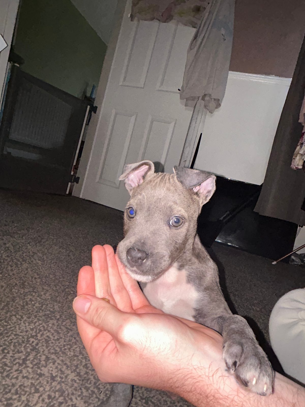 Male Mixed Breed Dog Puppy, 11 Weeks Old for Sale in Ferryhill, County Durham