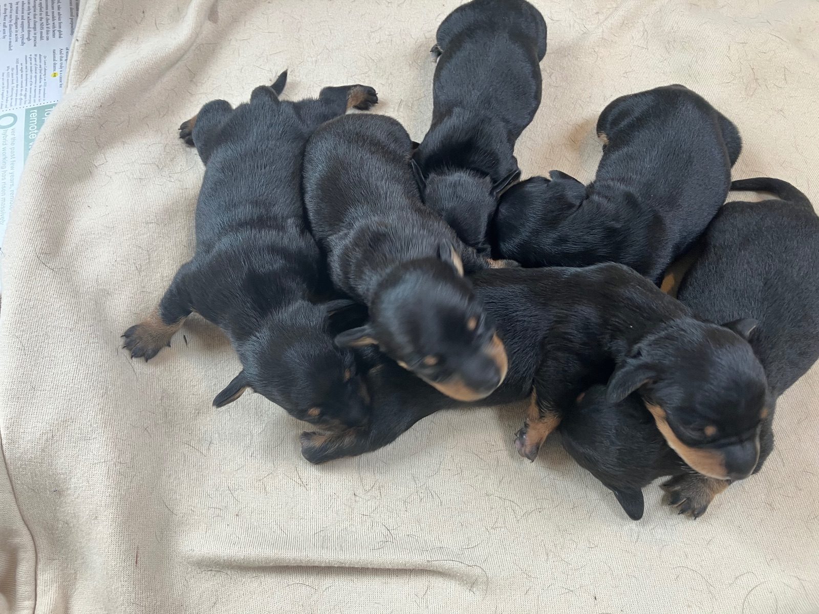 Dachshund Puppy, 2 Weeks Old for Sale in Chichester
