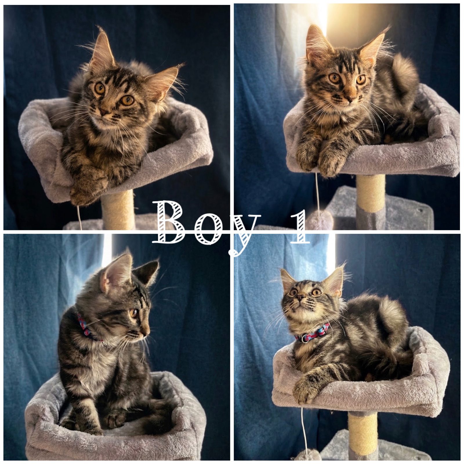 Male Maine Coon Kitten, 7 Months Old for Sale in London UB6