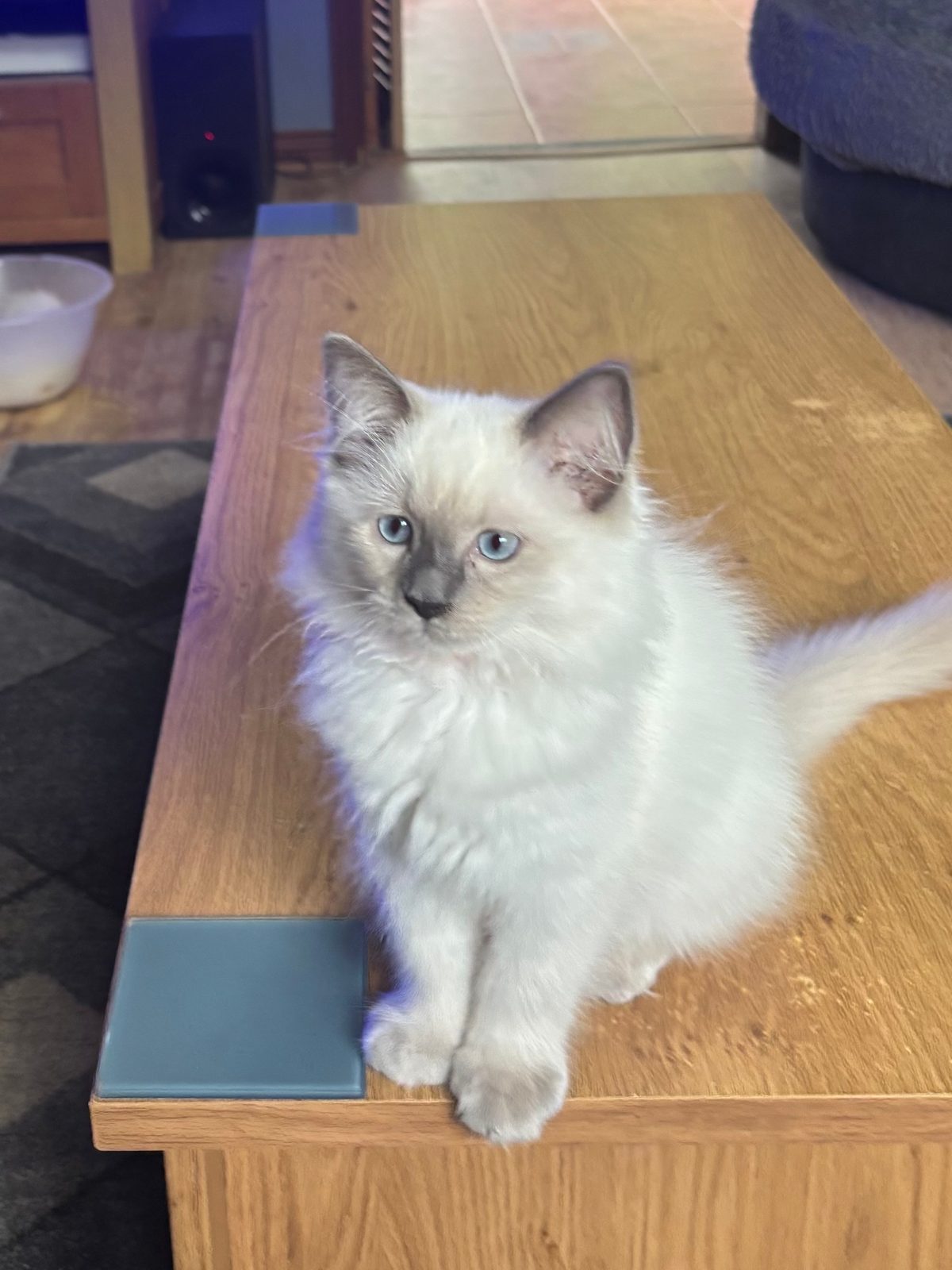 Ragdoll Kitten, 12 Weeks Old for Sale in Brandon, Suffolk