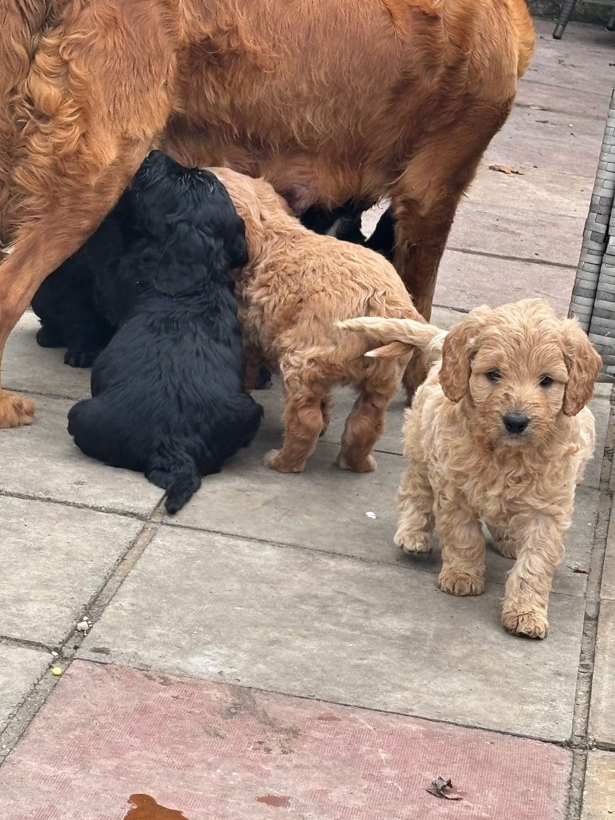 Goldendoodle Puppy, 5 Weeks Old for Sale in Basingstoke, Hampshire