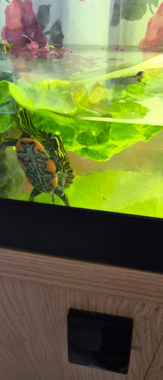 Female Western Painted Turtles Hatchling, 11 Weeks Old for Sale in Tadworth, Surrey