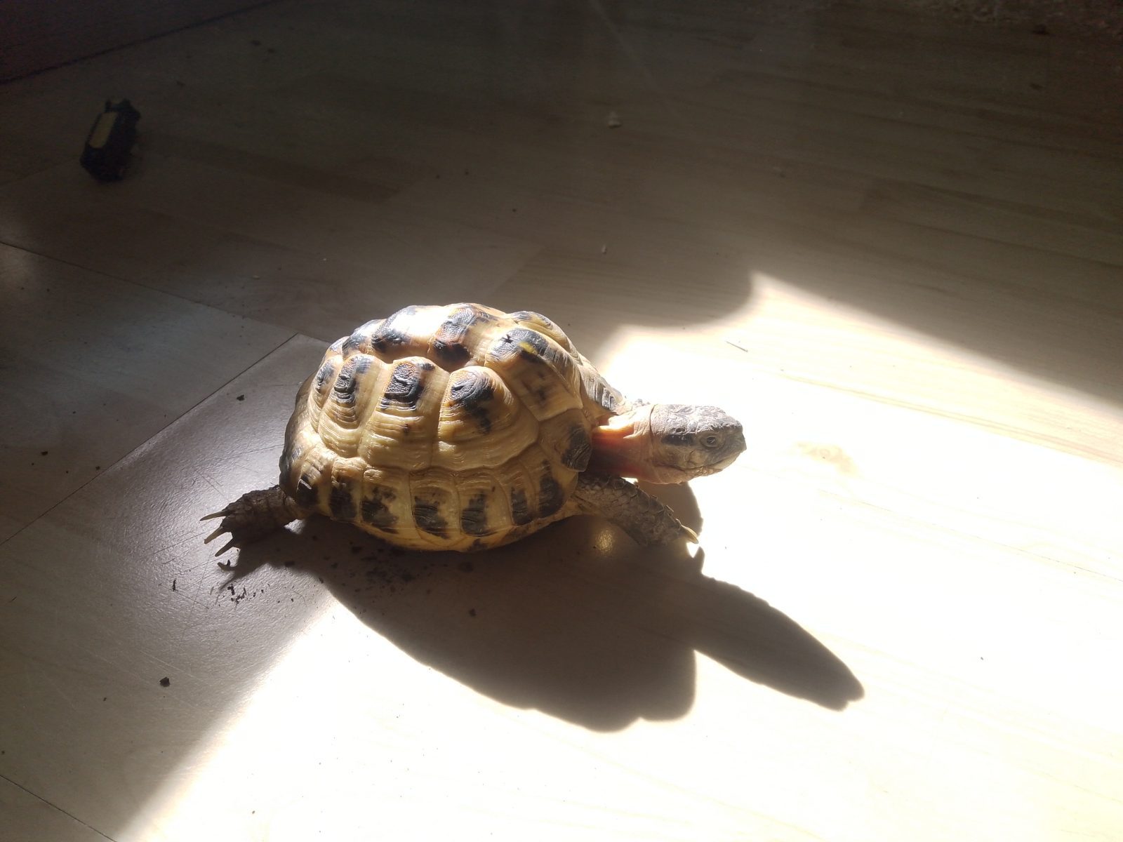 Male Horsfield Tortoise Reptile, 4 Years Old for Sale in London, Greater London