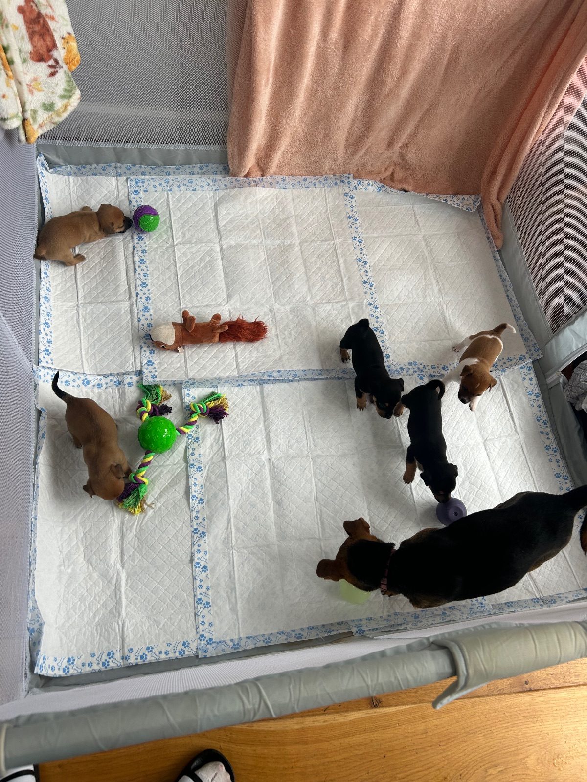 Jack Russell Terrier Puppy, 5 Weeks Old for Sale in Sheerness, Kent