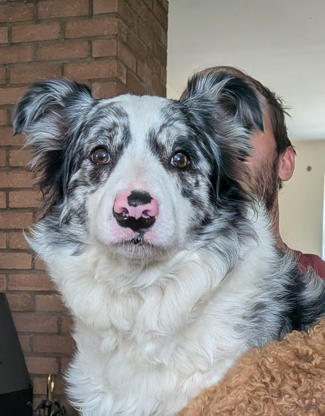 Border Collie Puppy, 4 Weeks Old for Sale in Grantham, Lincolnshire