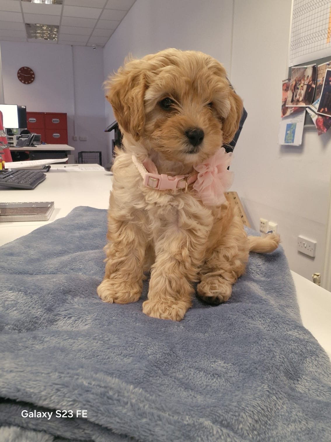 Female Cavapoo Puppy, 17 Weeks Old for Sale in Gateshead, Tyne And Wear