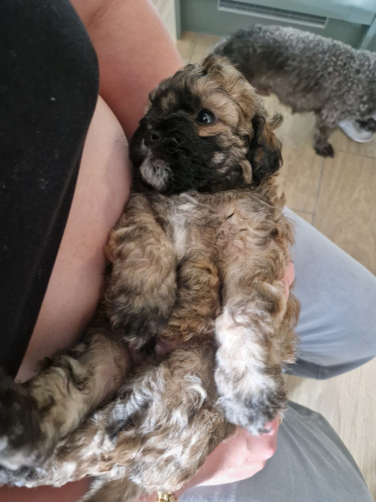 Male Shihpoo Puppy, 5 Weeks Old for Sale in Stoke-on-Trent, Staffordshire