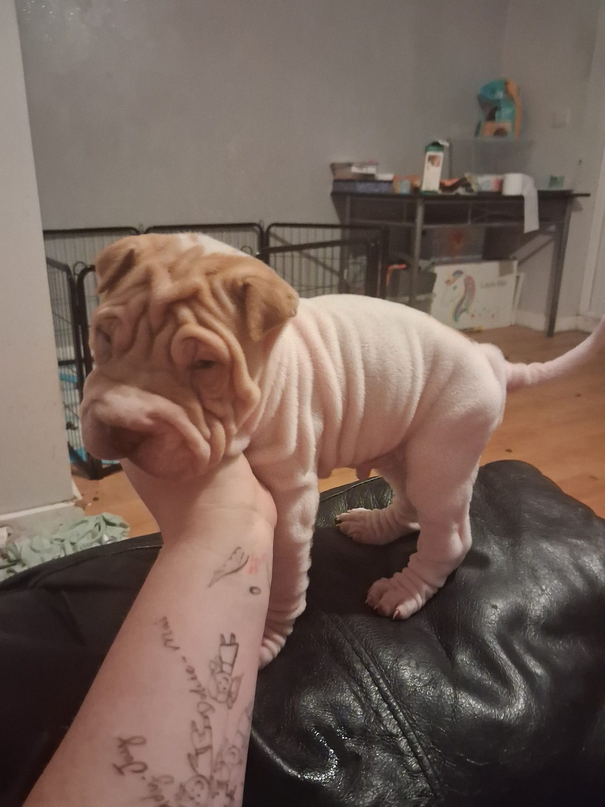 Shar Pei Puppy, 6 Weeks Old for Sale in Dagenham