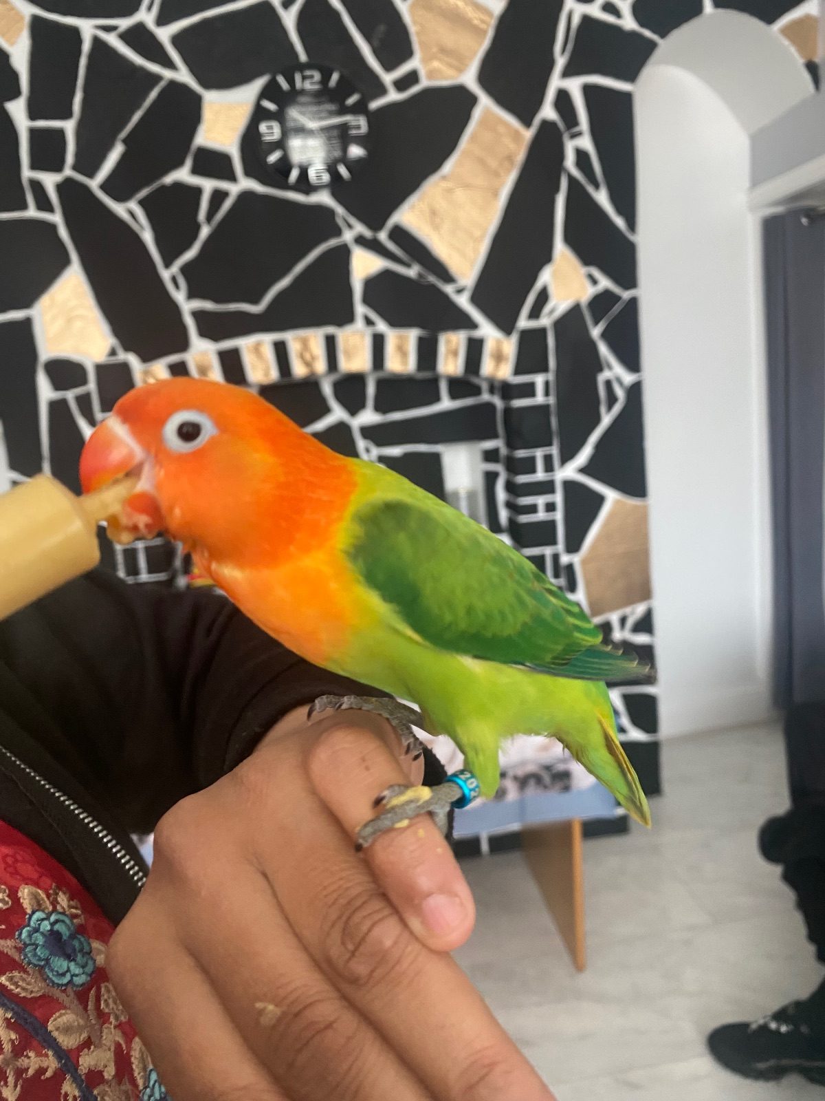 Lovebird Chick, 8 Weeks Old for Sale in Accrington Lancashire