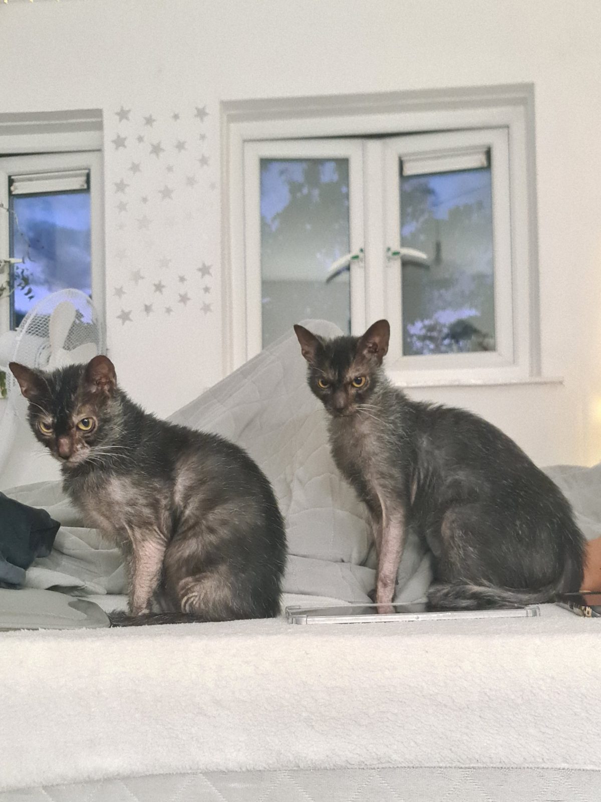 Lykoi Cat, 1 Year Old for Sale in Coulsdon, Greater London