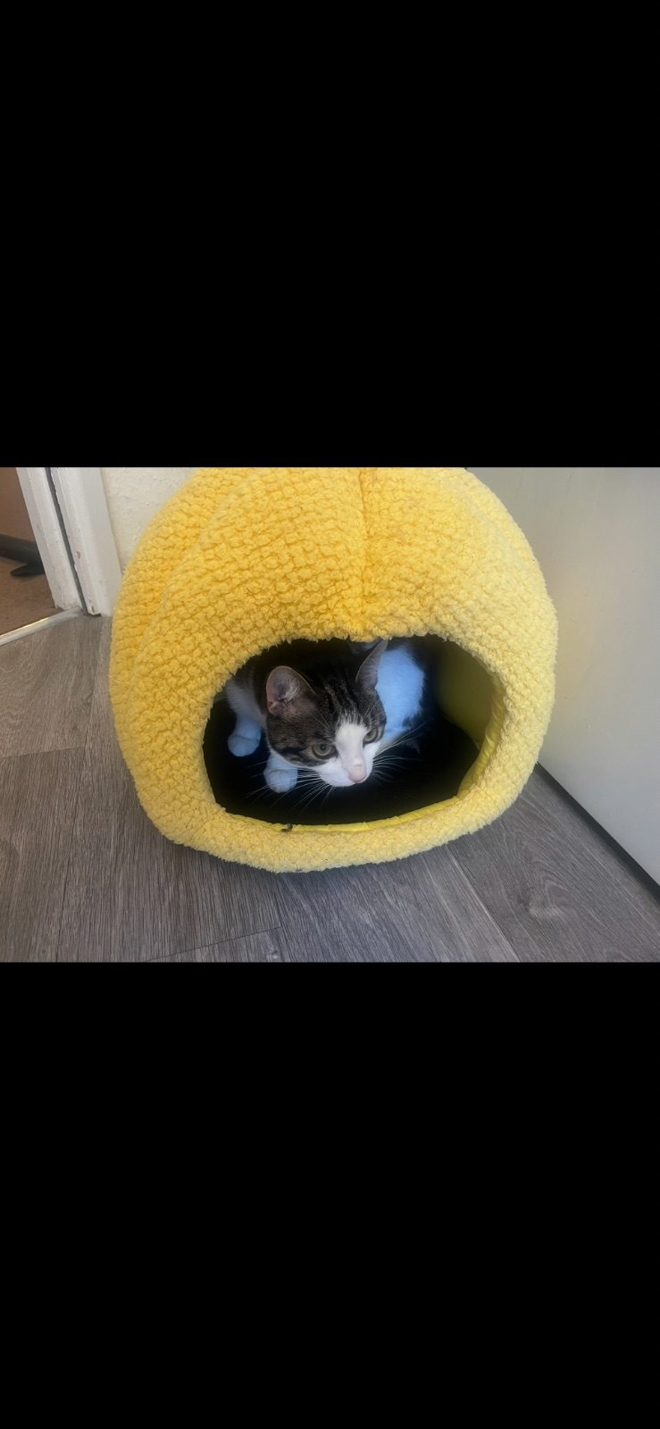 Male Mixed Breed Cat, 1 Year Old for Rehoming in Sutton Coldfield, West Midlands