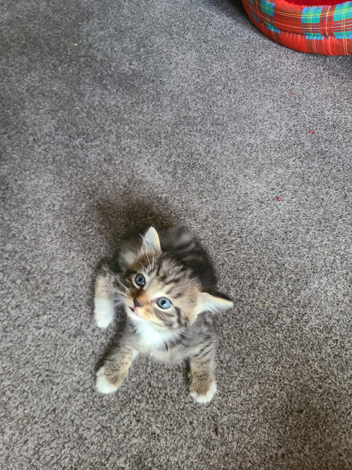 Multiple Breeds Kitten, 6 Weeks Old for Sale in Ilford, Greater London