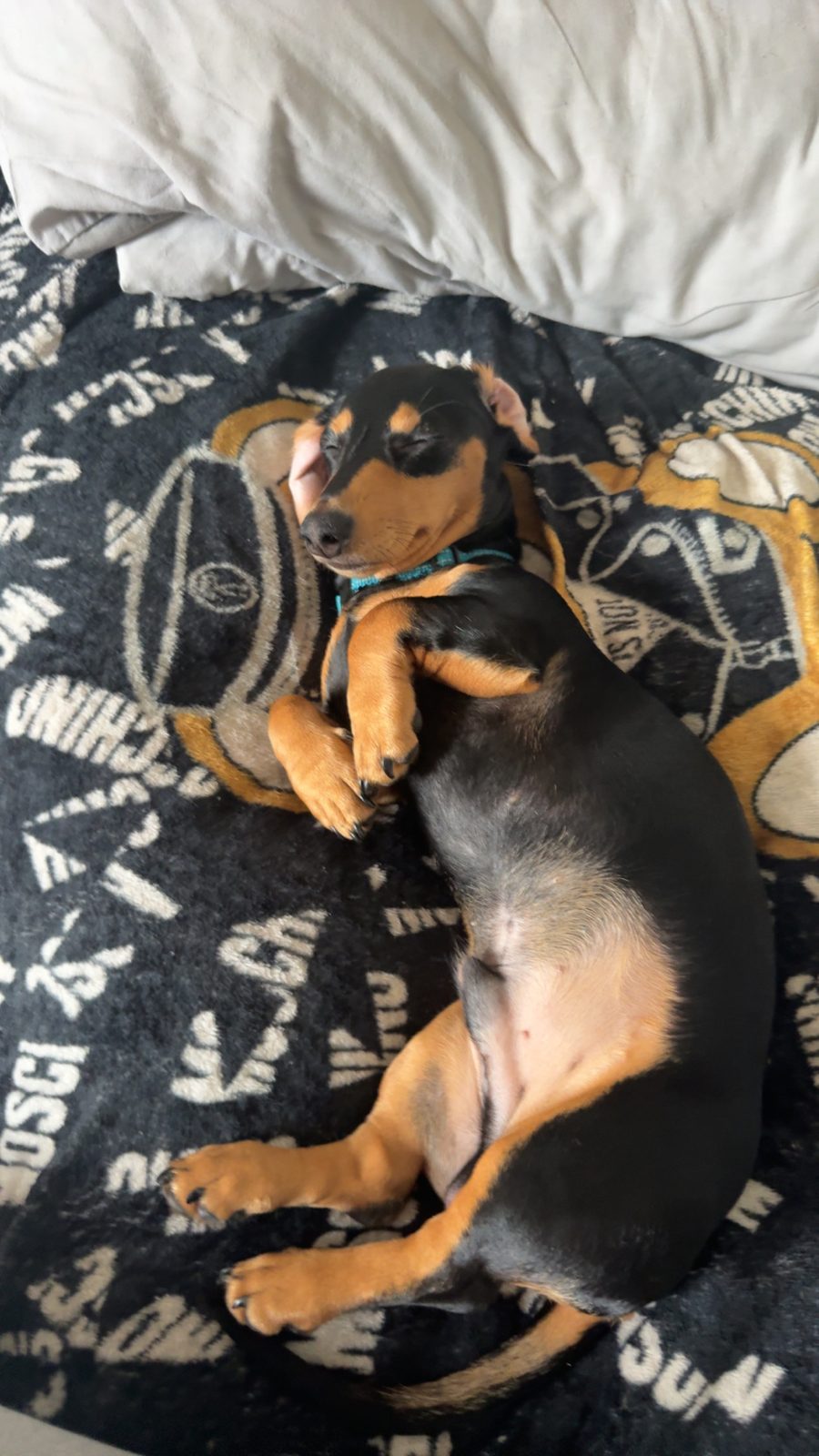 Male Miniature Dachshund Puppy, 7 Months Old for Sale in Newhaven, East Sussex