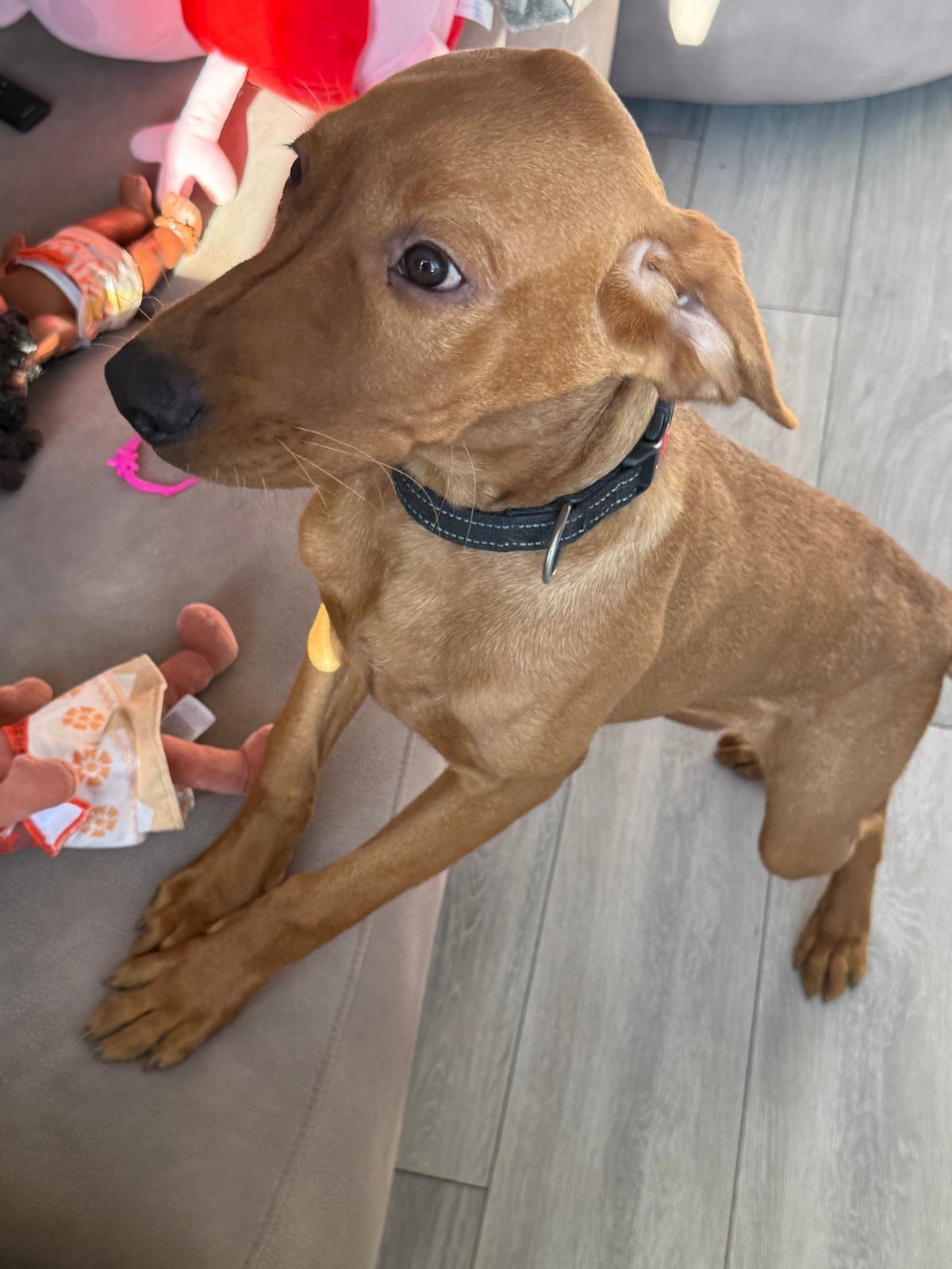 Male Labrador Retriever Puppy, 5 Months Old for Sale in Chelmsford, Essex