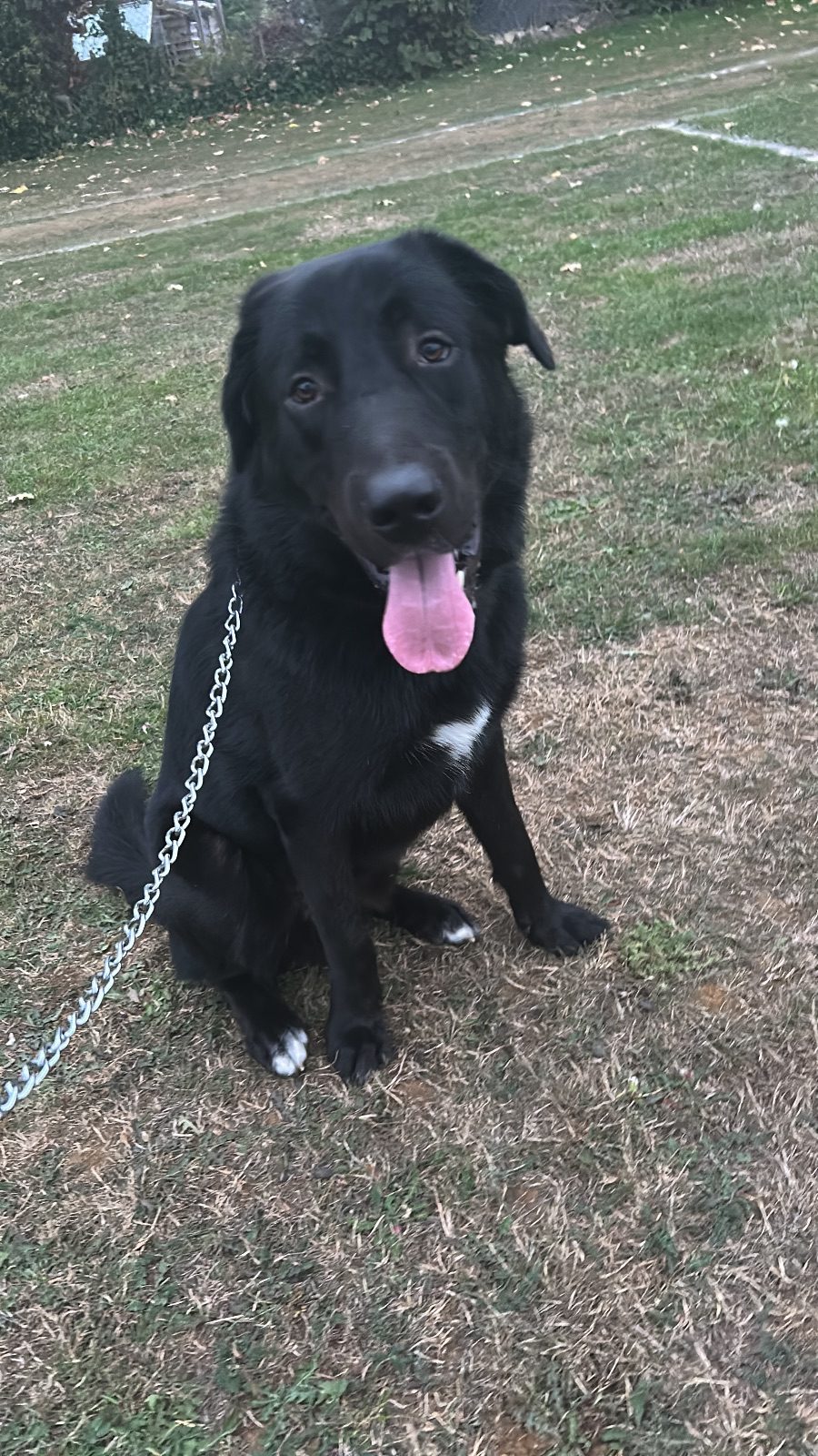 Male Caucasian Shepard X Labrador Puppy, 11 Months Old for Rehoming in Aylesford, Kent