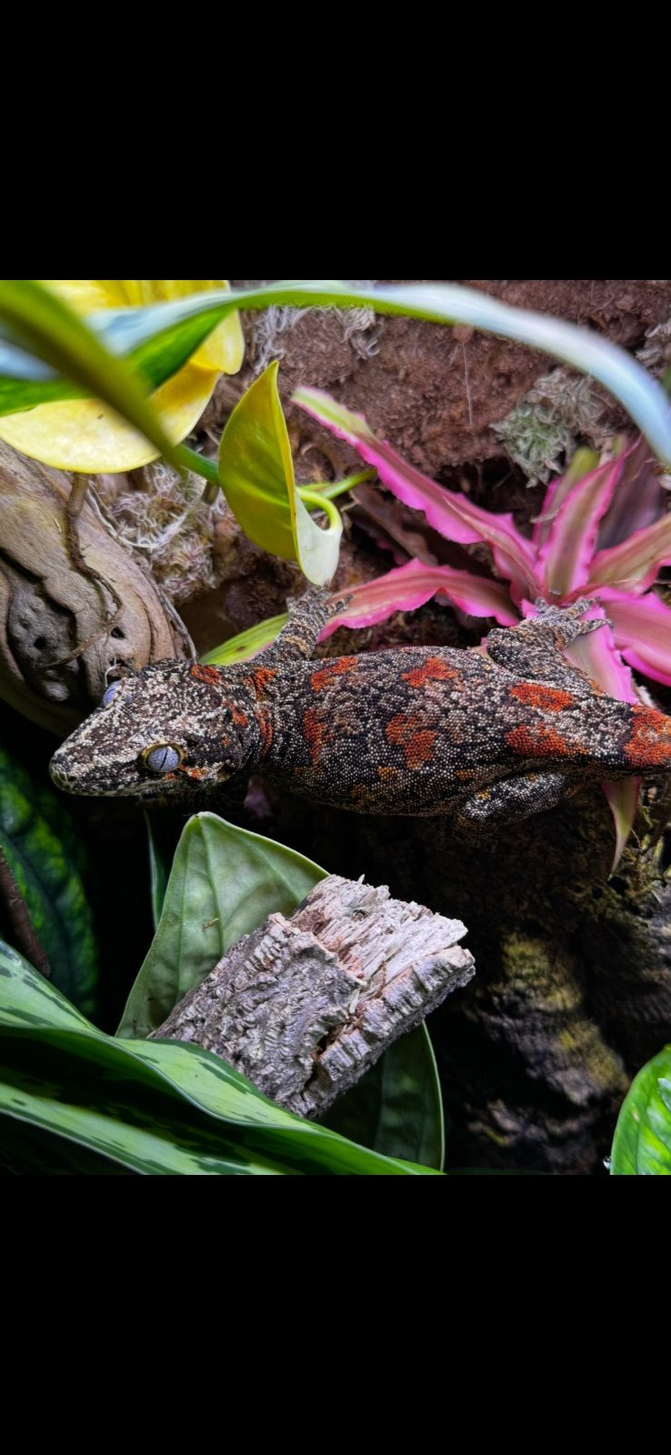 Female Gargoyle Gecko Reptile, 2 Years Old for Sale in Birmingham B33