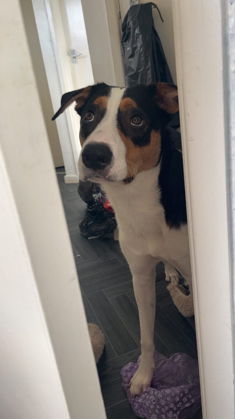 Male Border Collie Puppy, 8 Months Old for Sale in Runcorn, Halton