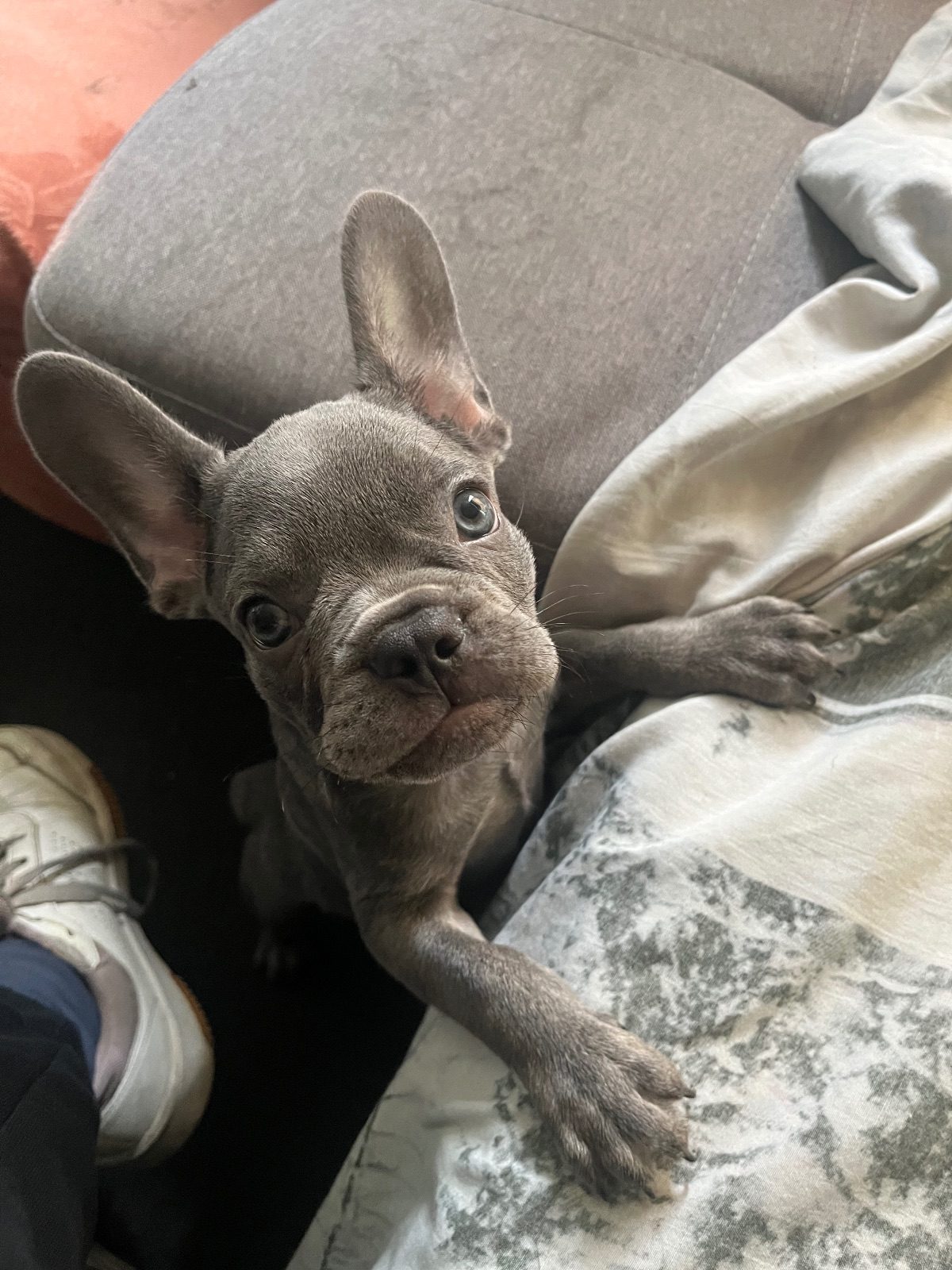 Male French Bulldog Puppy, 10 Weeks Old for Sale in Gravesend, Kent