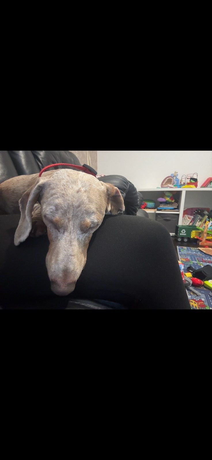 Male Miniature Dachshund Dog, 4 Years Old for Sale in Haverhill