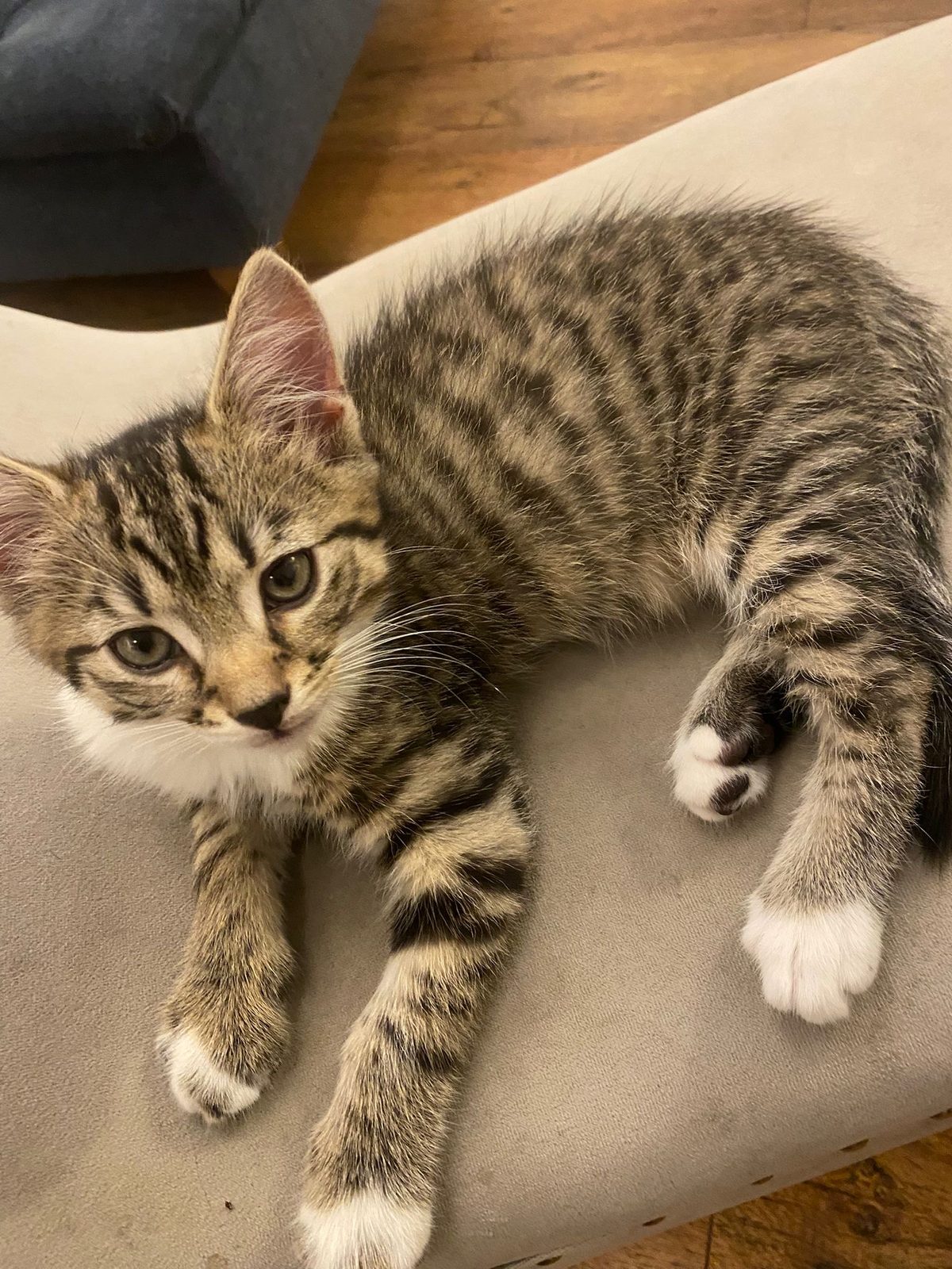 Male Mixed Breed Cat Kitten, 9 Weeks Old for Sale in Manchester, Greater Manchester