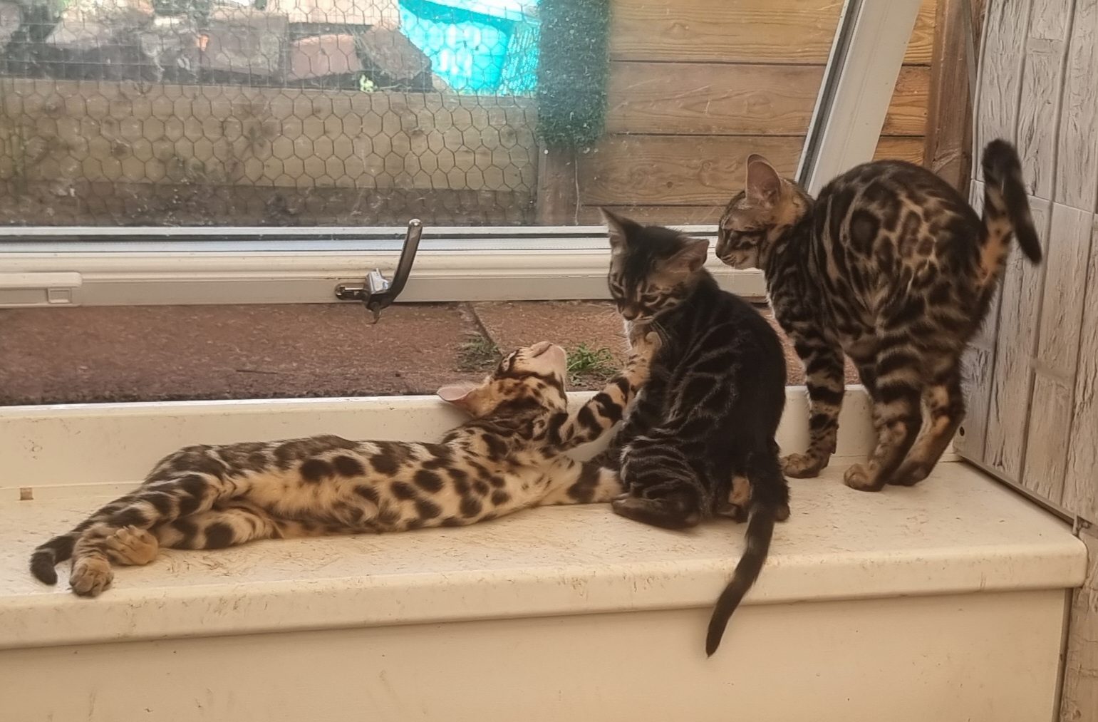 Bengal Kitten, 4 Months Old for Sale in Paignton, England