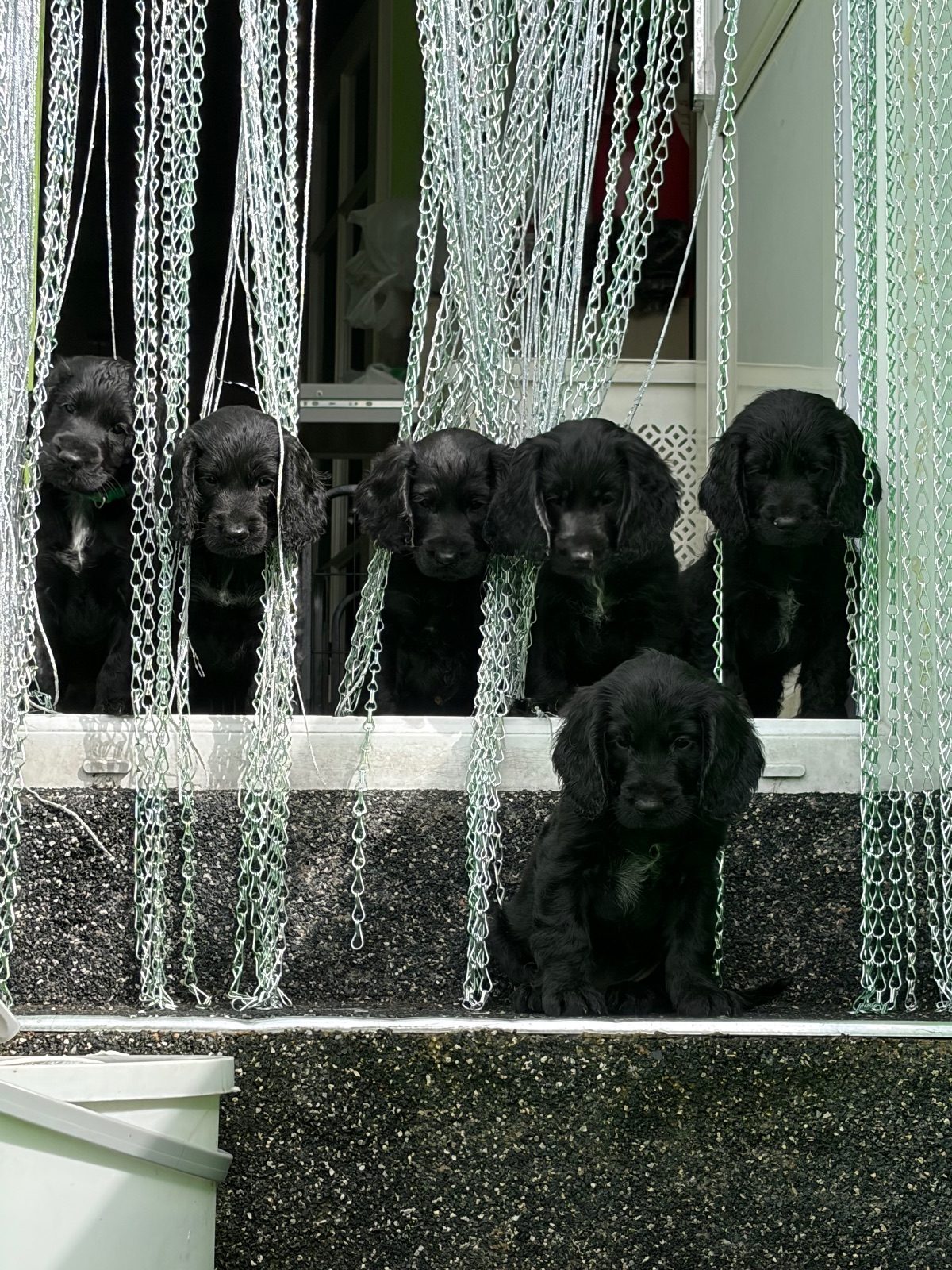 Cockapoo Puppy, 10 Weeks Old for Sale in Tonypandy, Rhondda Cynon Taf