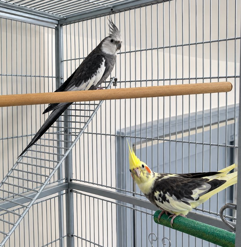 Cockatiel Bird, 2 Years Old for Sale in Hartlepool