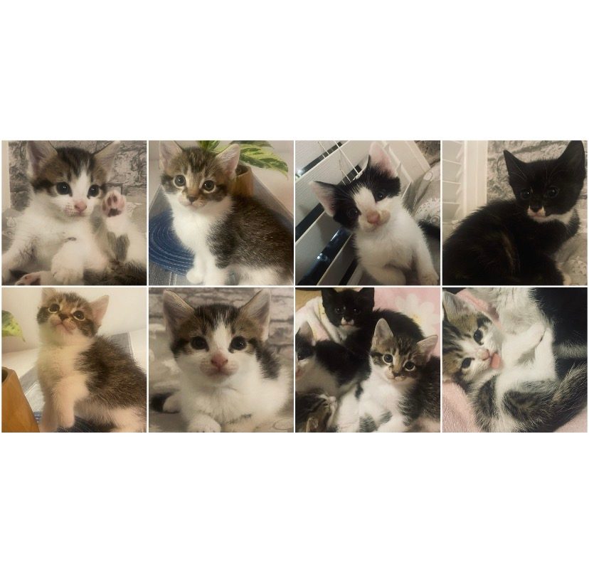 Maine Coon Mix Kitten, 10 Weeks Old for Sale in London